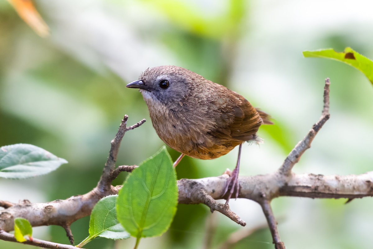 Tawny-breasted Wren-Babbler - Sandeepan Bhattacharjee