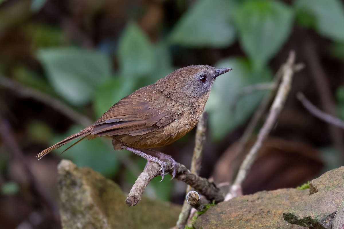 Tawny-breasted Wren-Babbler - Sandeepan Bhattacharjee