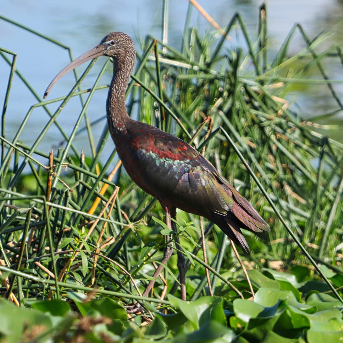 Glossy Ibis - ML622865832