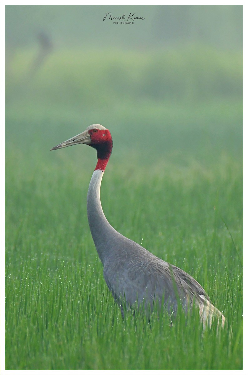 Sarus Crane - Manish Kumar