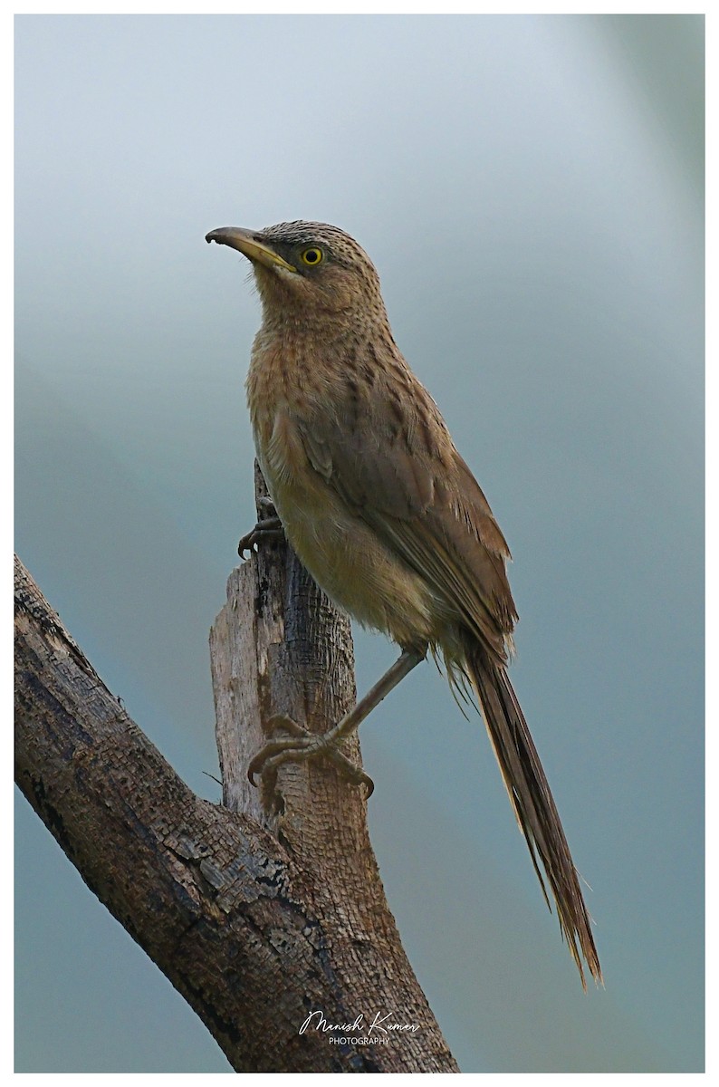 Striated Babbler - ML622865852