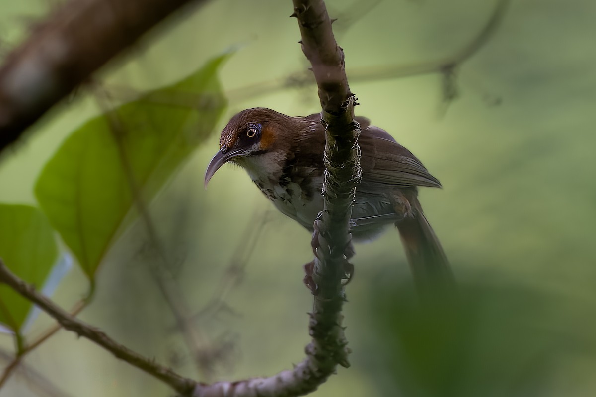 Spot-breasted Scimitar-Babbler - Sandeepan Bhattacharjee