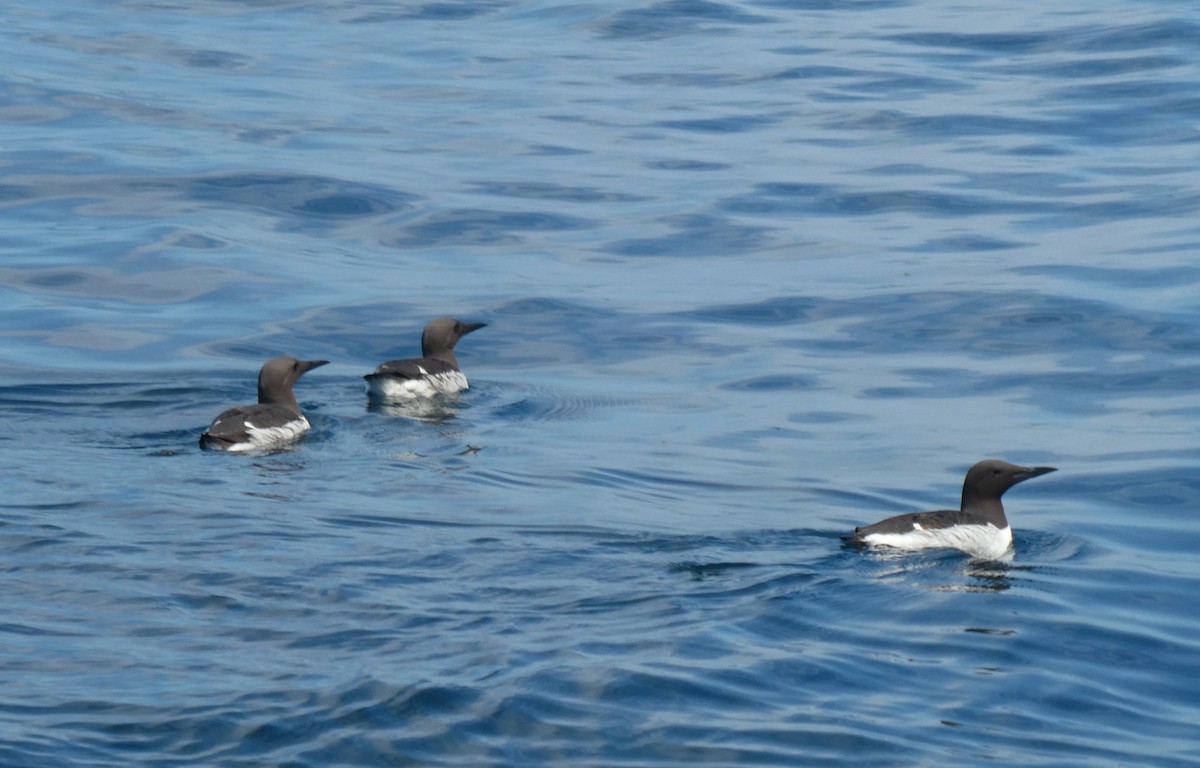 Common Murre - ML622865865