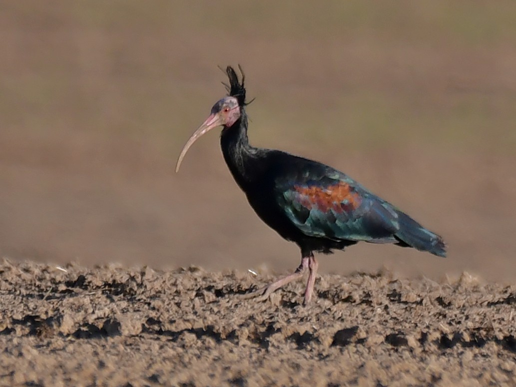Northern Bald Ibis - ML622865866