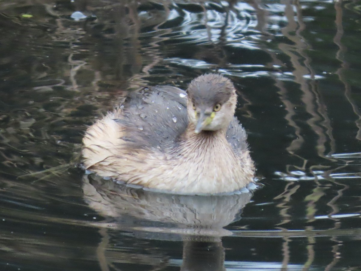 Australasian Grebe - Greg Wark