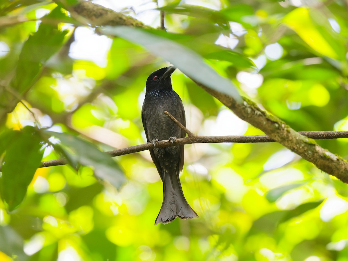 Wallacean Drongo (Flores) - ML622865905