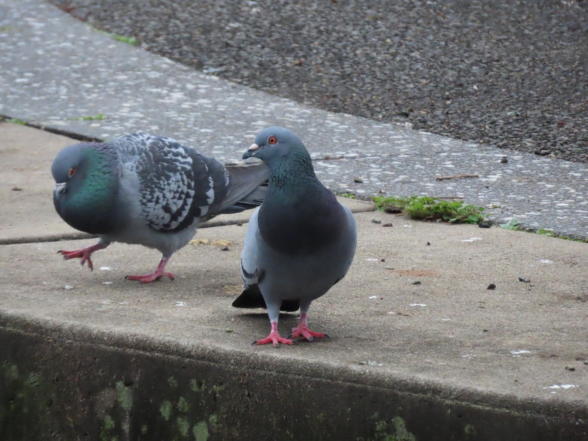 Rock Pigeon (Feral Pigeon) - Greg Wark