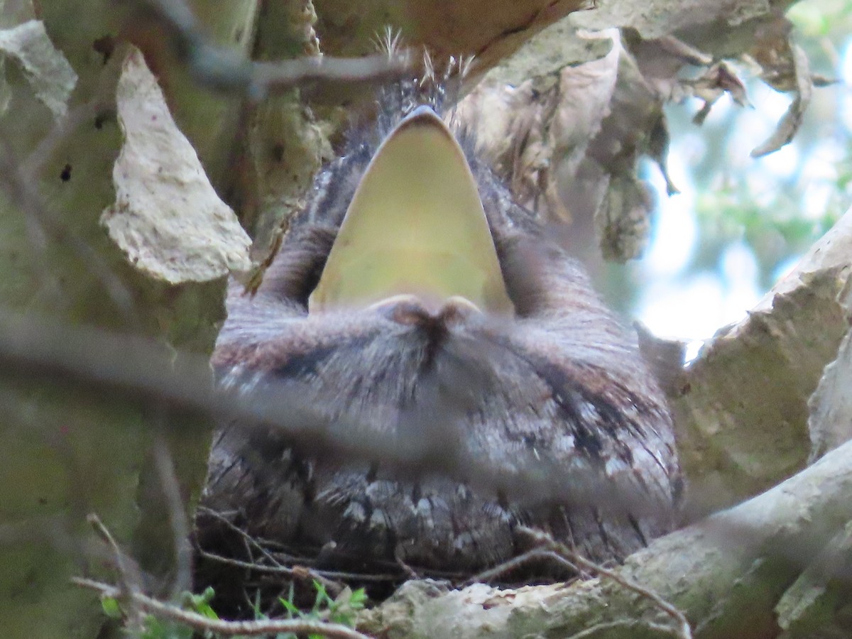 Tawny Frogmouth - Greg Wark