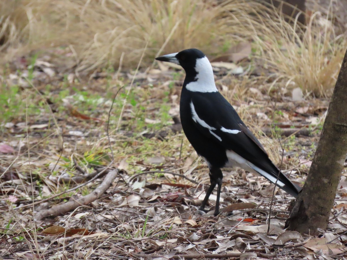 Australian Magpie (Black-backed) - Greg Wark