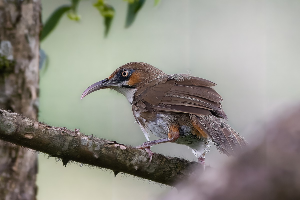 Spot-breasted Scimitar-Babbler - Sandeepan Bhattacharjee