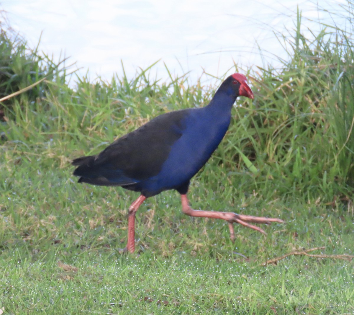 Australasian Swamphen - Don Witter