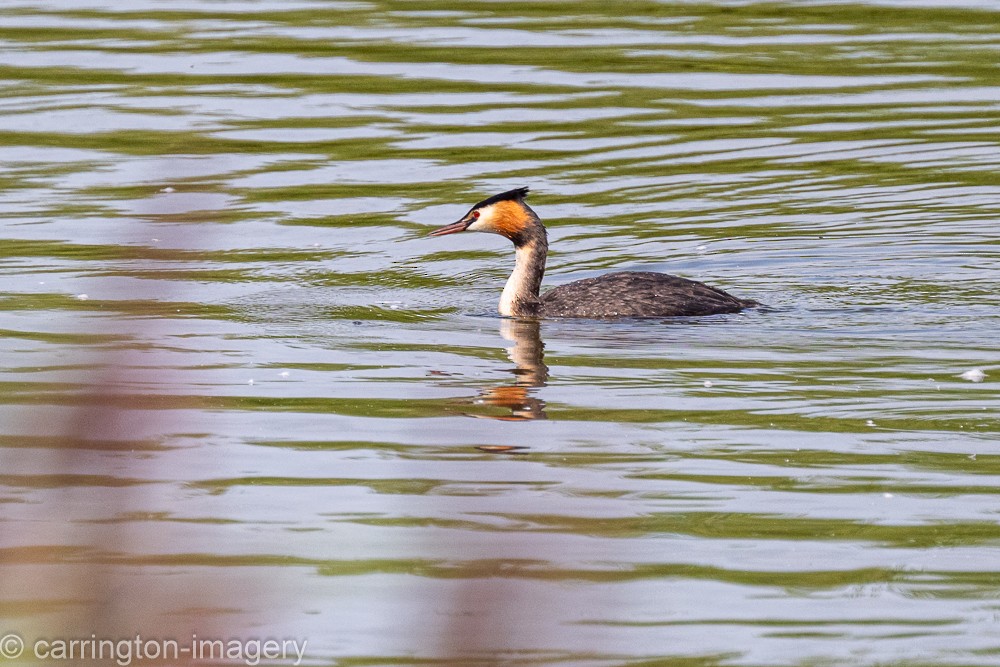 Great Crested Grebe - Chris Carrington