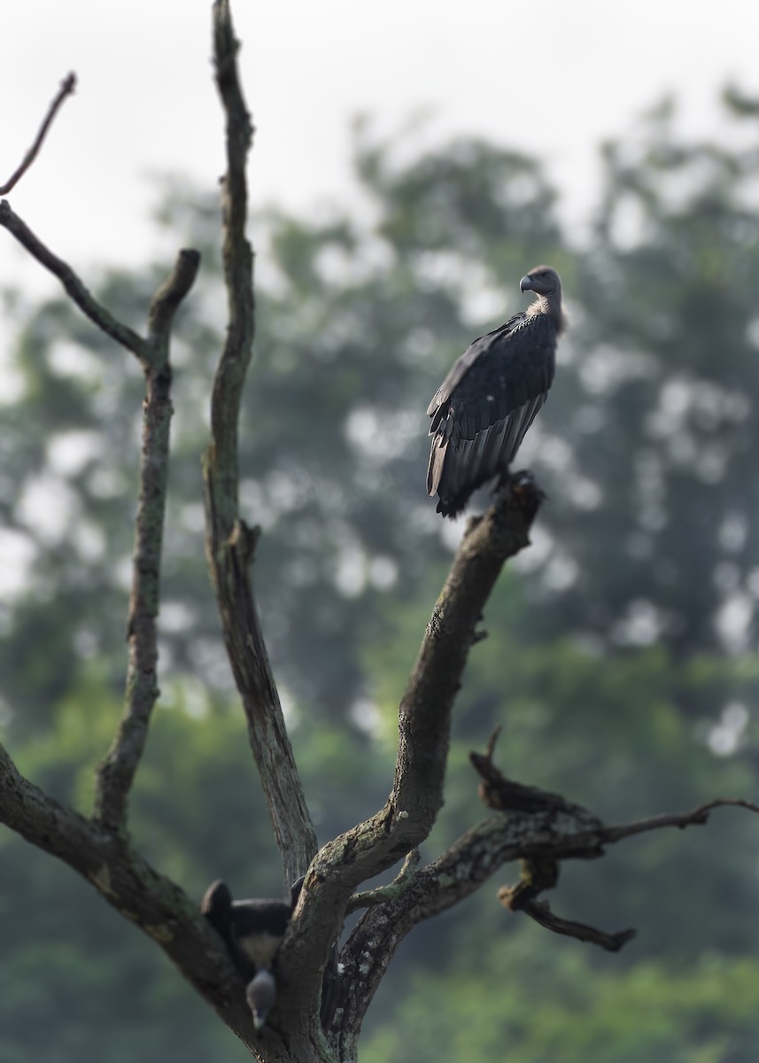 White-rumped Vulture - Sandeepan Bhattacharjee