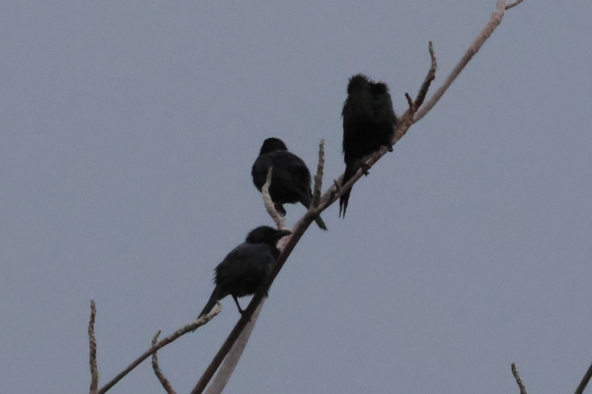 Moluccan Starling - ML622866003