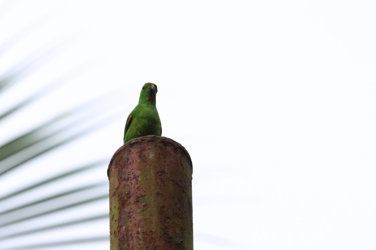 Moluccan Hanging-Parrot - ML622866014