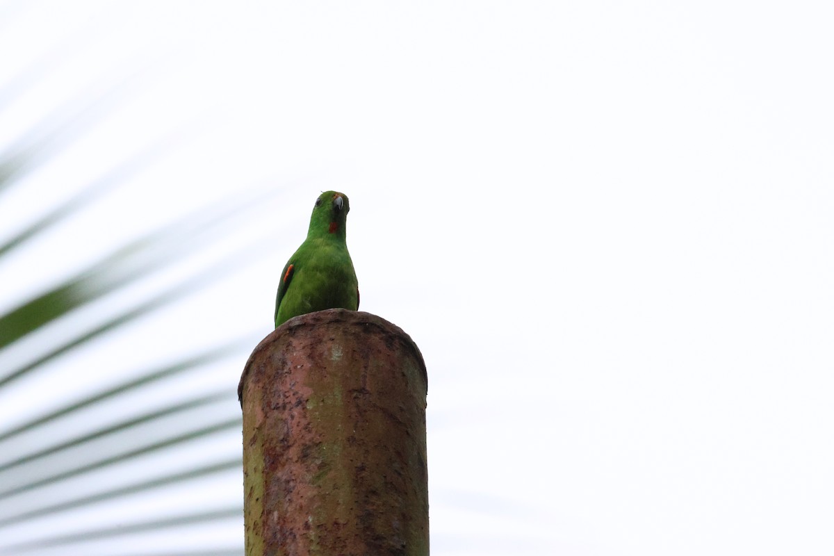 Moluccan Hanging-Parrot - ML622866016