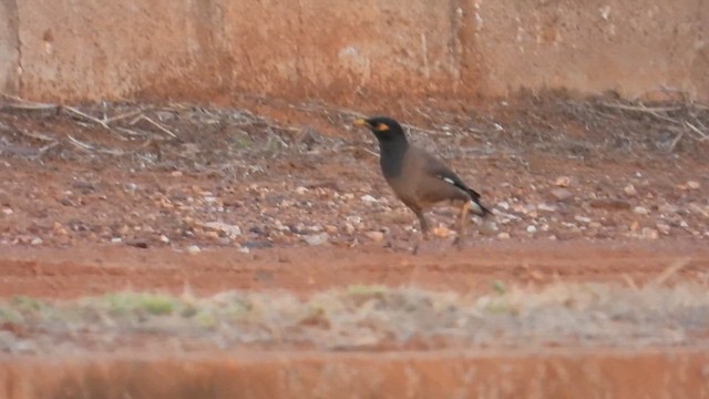 Common Myna - ML622866126