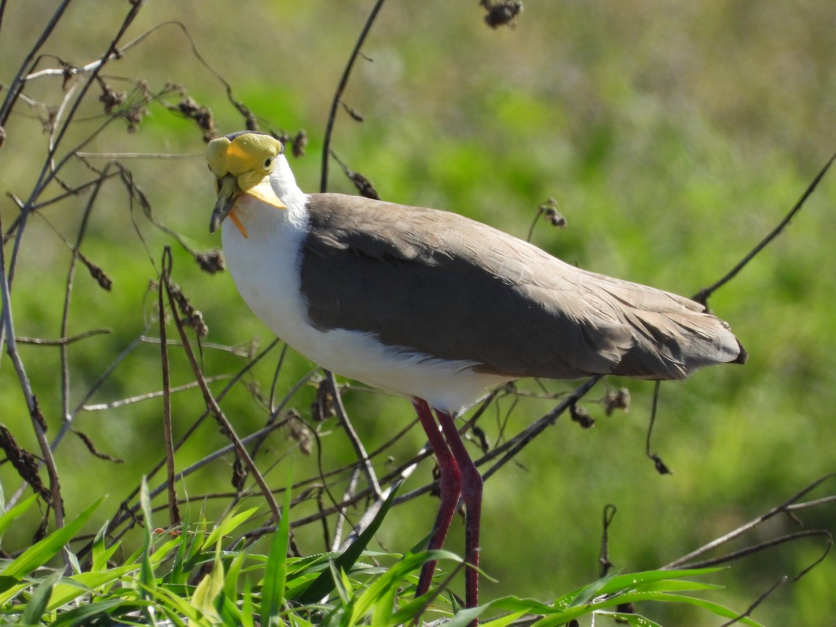 Masked Lapwing - Monica Mesch