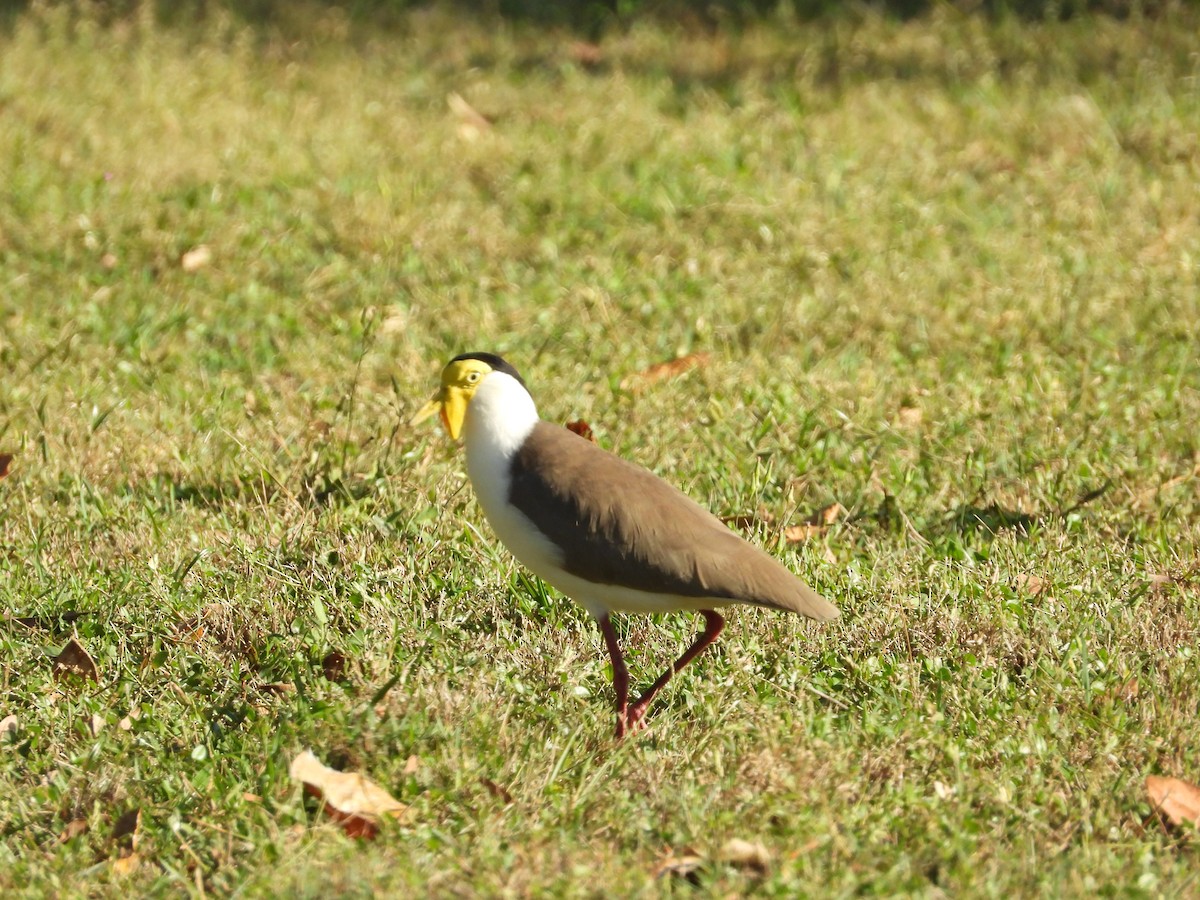 Masked Lapwing - Monica Mesch