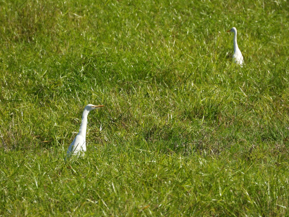 Eastern Cattle Egret - Monica Mesch