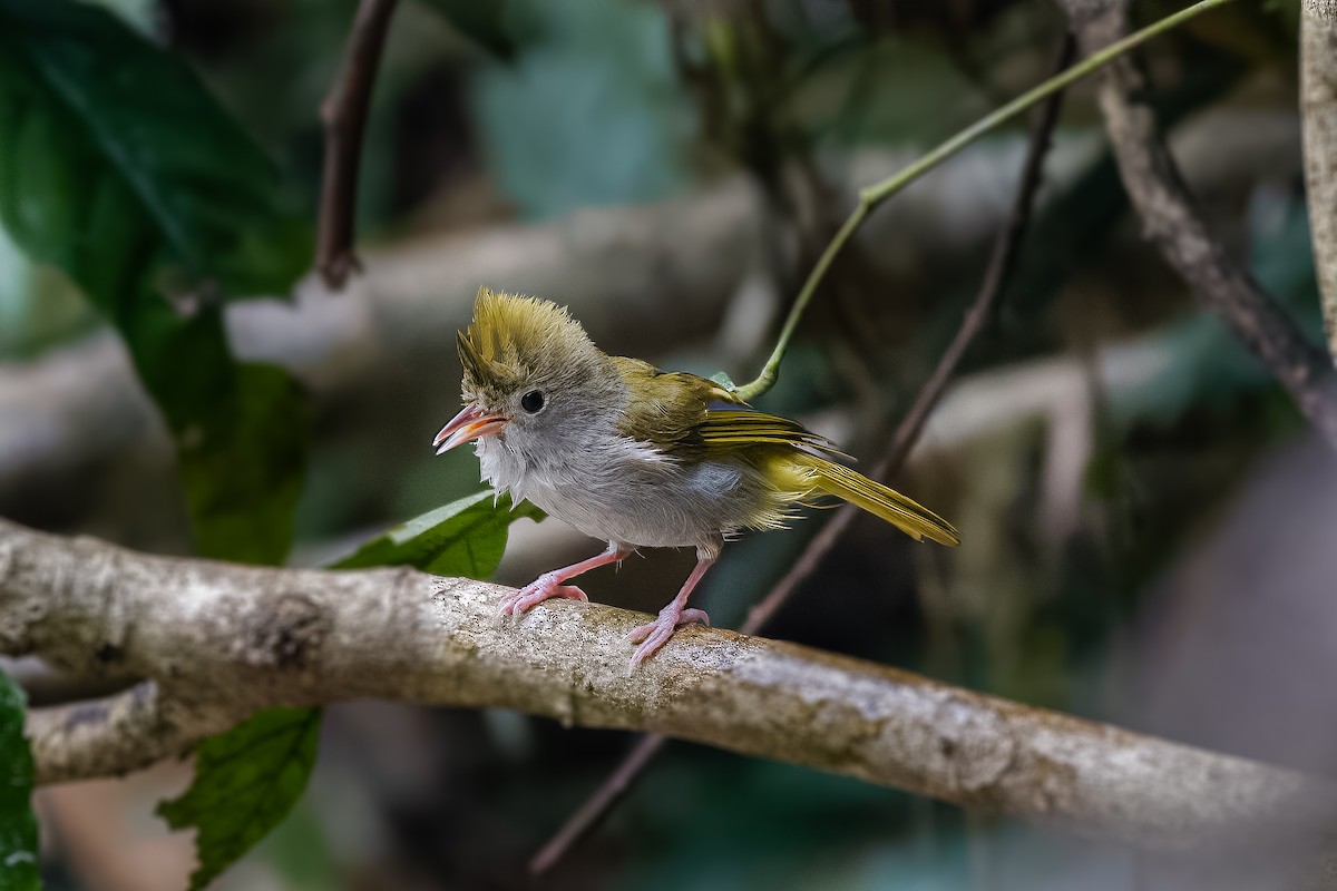 White-bellied Erpornis - ML622866197