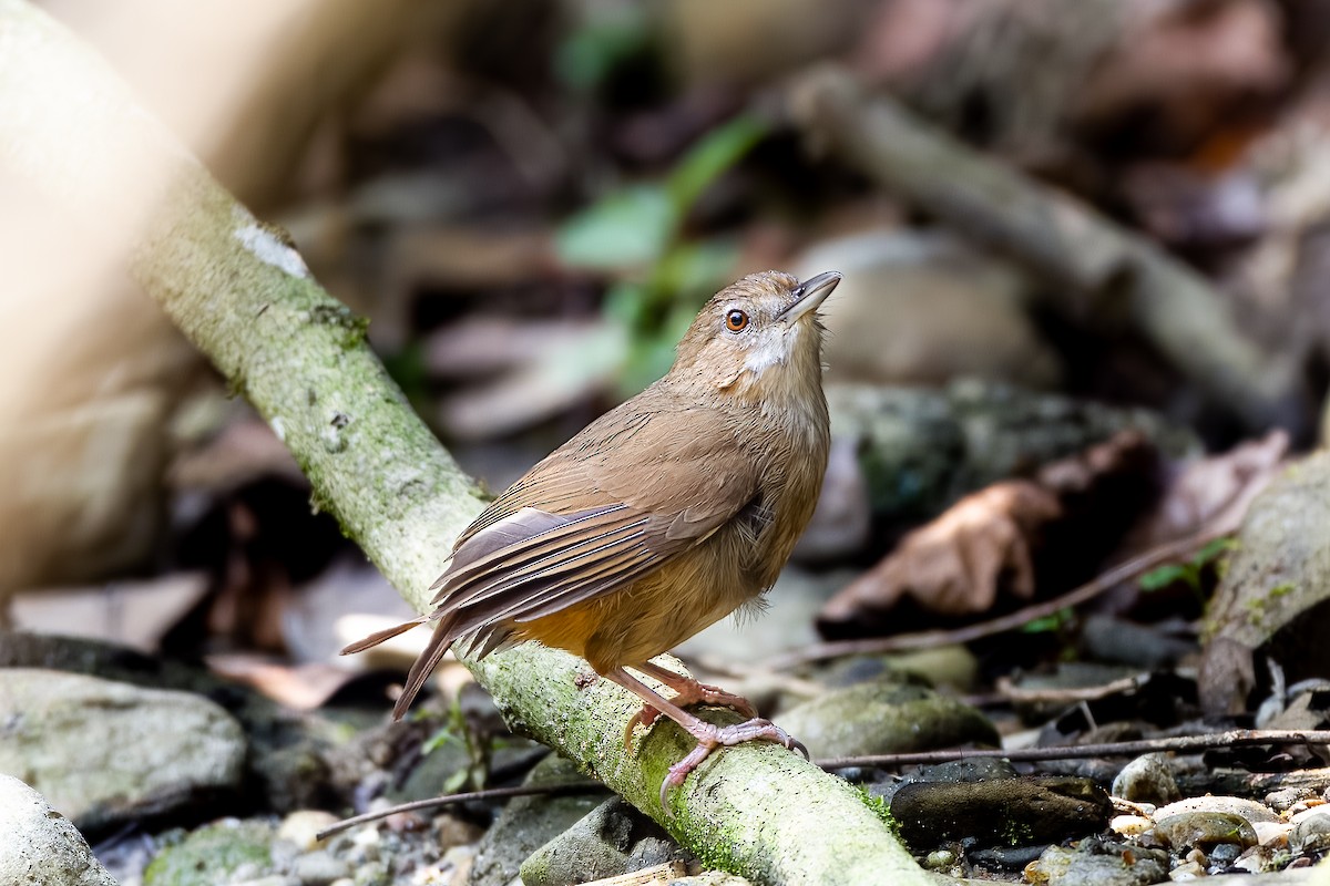 Abbott's Babbler - ML622866269