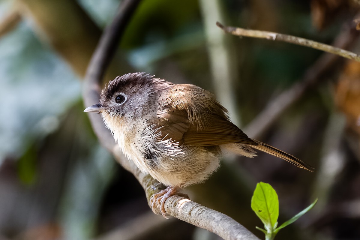 Nepal Fulvetta - Sandeepan Bhattacharjee