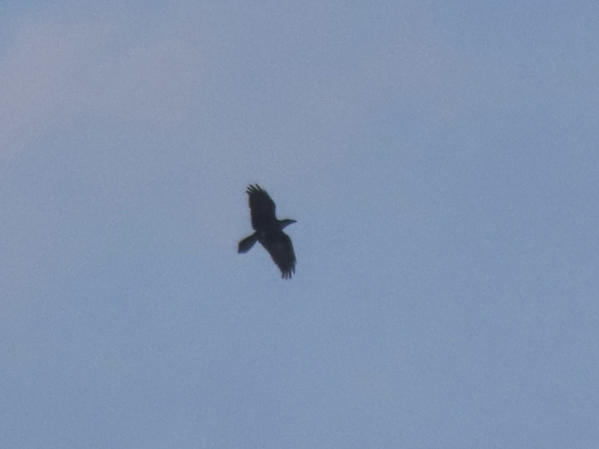 Common Raven - ML622866288