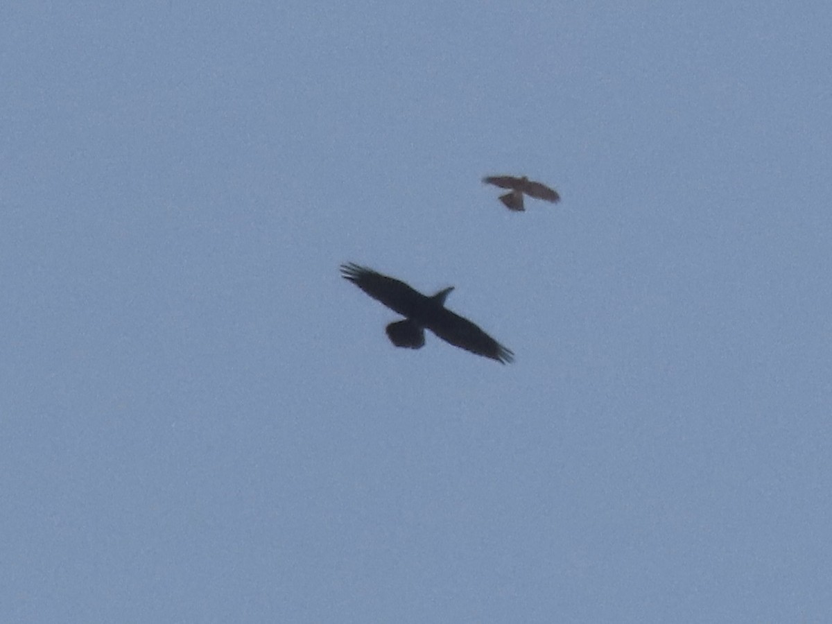 Common Raven - ML622866289