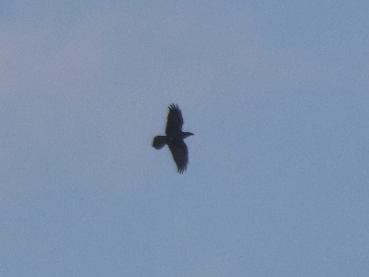 Common Raven - ML622866290