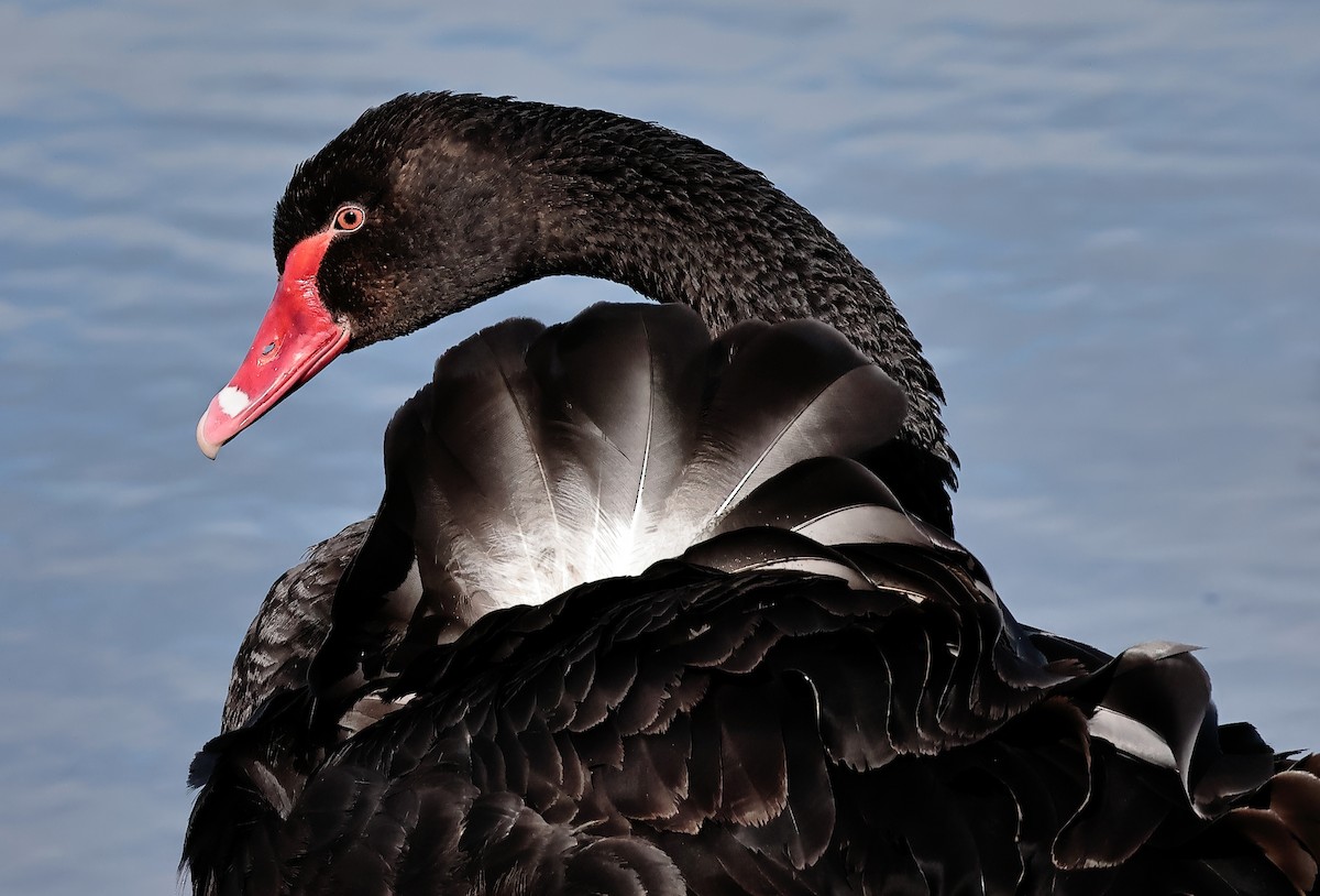 Black Swan - ML622866339