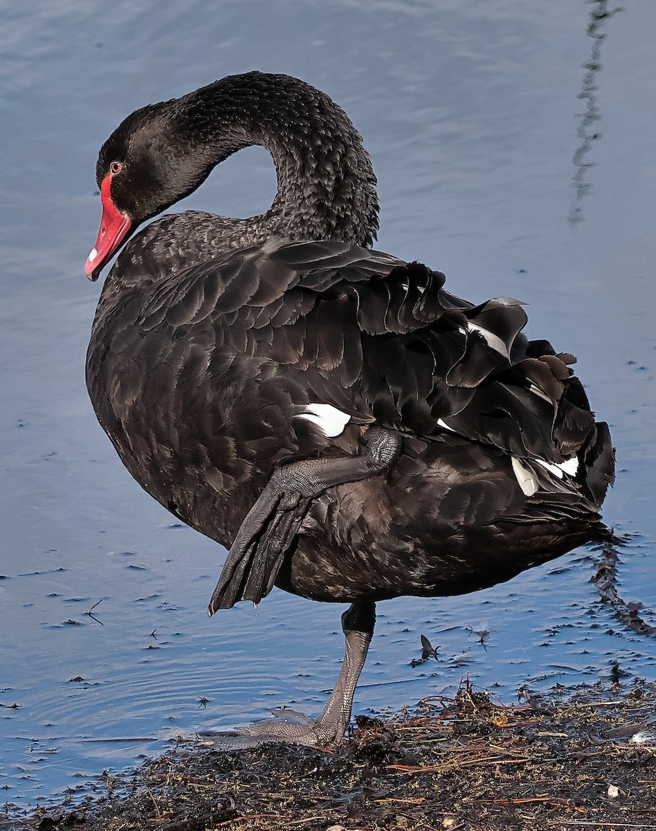 Black Swan - ML622866340