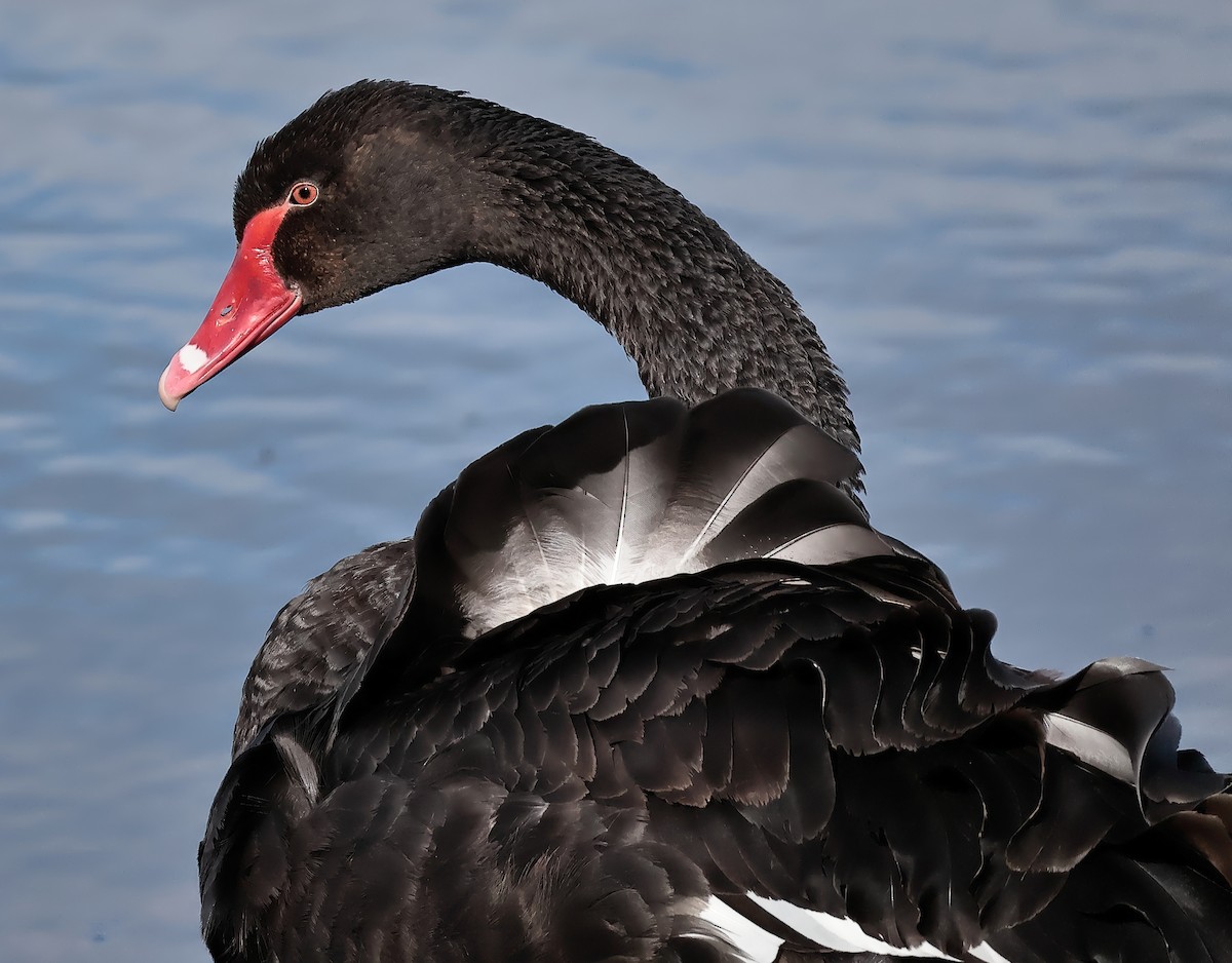 Black Swan - ML622866341