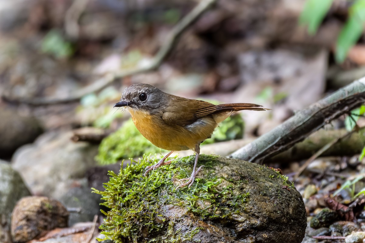 Pale-chinned Flycatcher - ML622866343