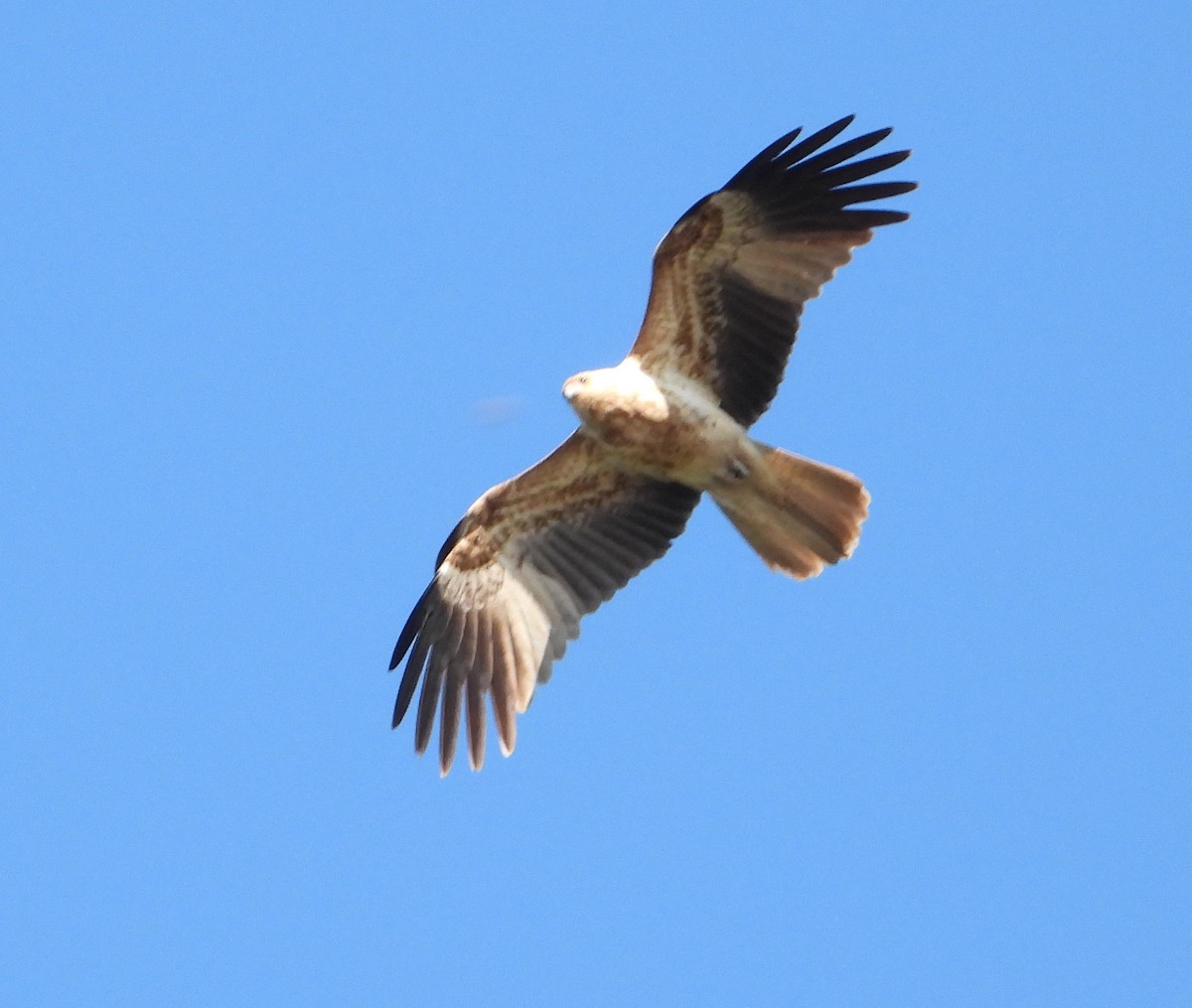 Whistling Kite - Rodney Macready