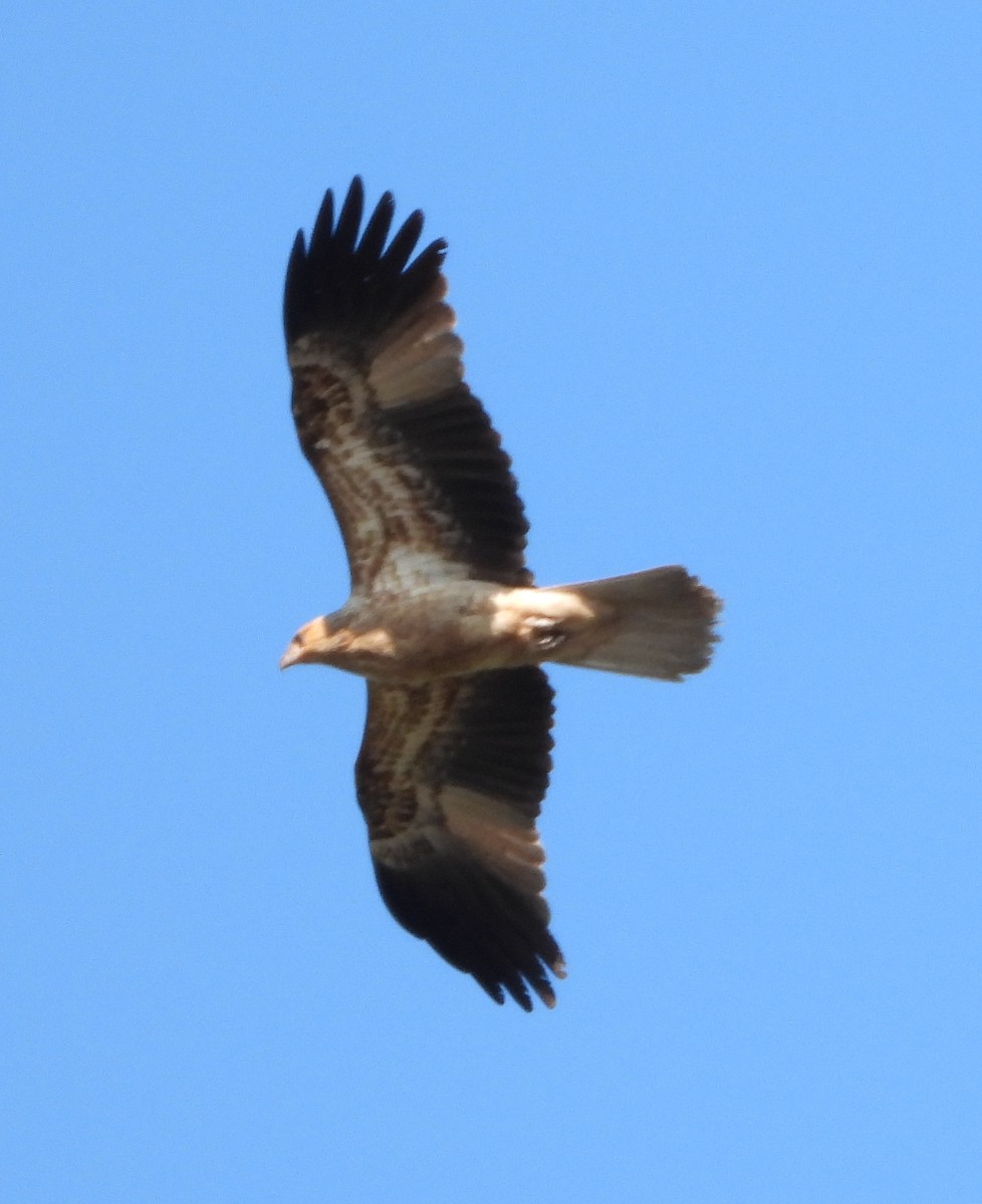 Whistling Kite - Rodney Macready