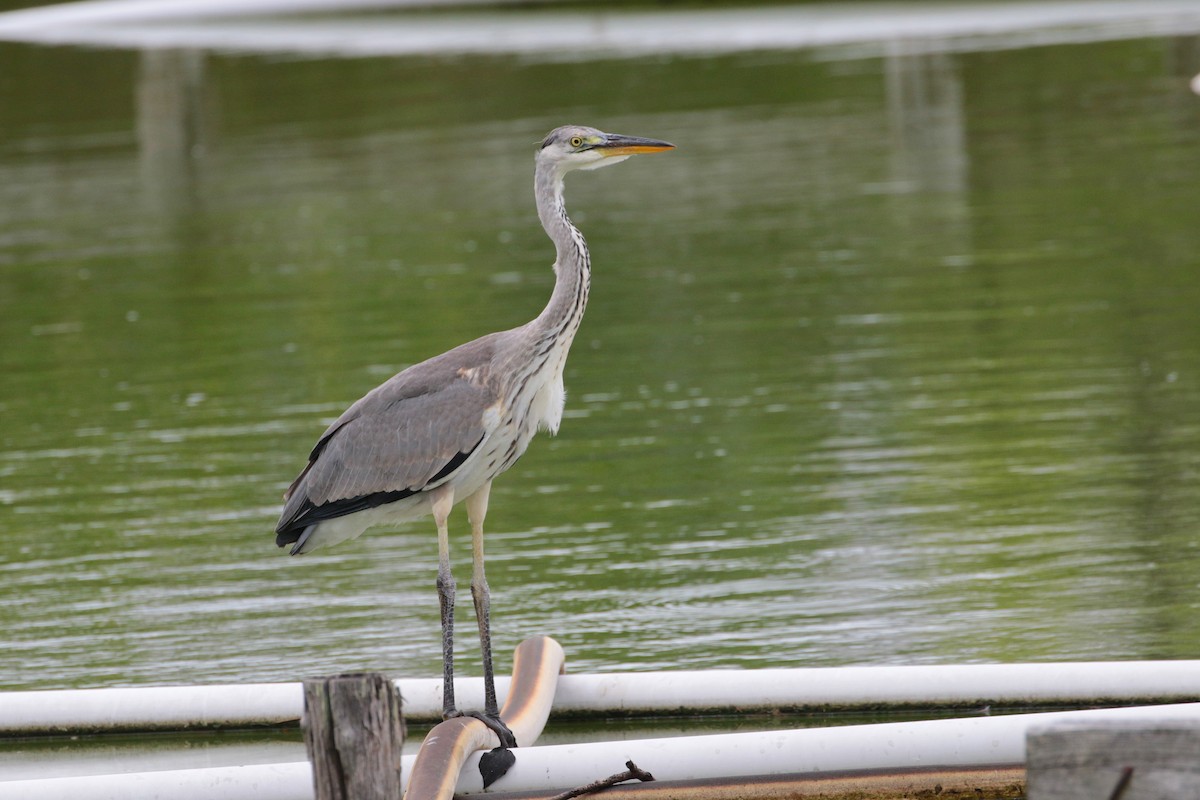 Gray Heron - Atsushi Shimazaki