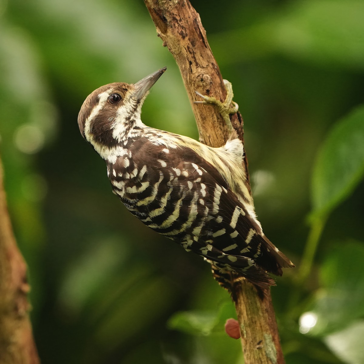 Philippine Pygmy Woodpecker - ML622866400