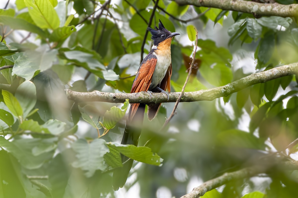 Chestnut-winged Cuckoo - Sandeepan Bhattacharjee