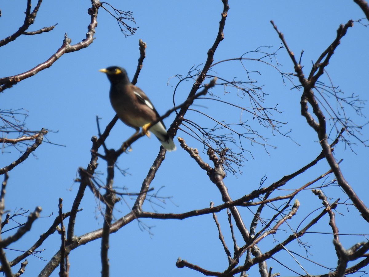 Common Myna - Monica Mesch