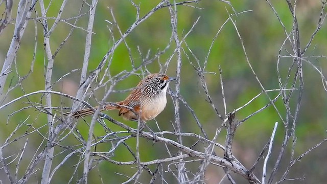 Rufous Grasswren (Sandhill) - ML622866537