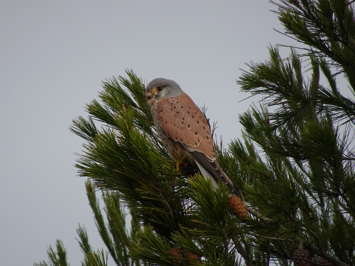 Eurasian Kestrel - ML622866558