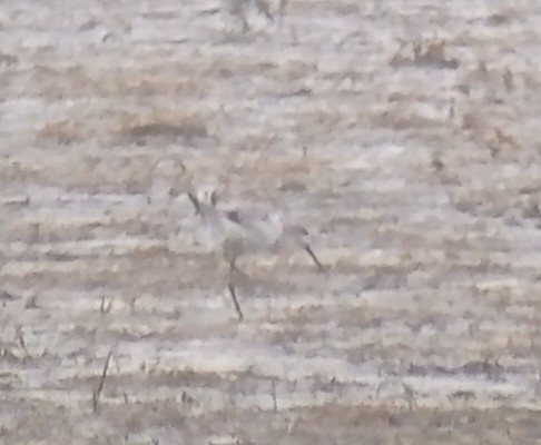 Marsh Sandpiper - Christophe Pontegnie