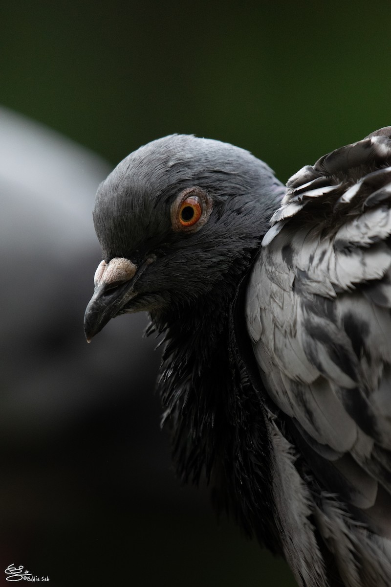 Rock Pigeon (Feral Pigeon) - Eddie Sebastian