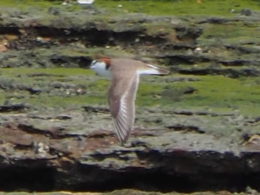 Red-capped Plover - ML622866605