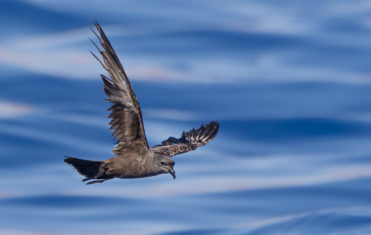 Swinhoe's Storm-Petrel - shahar yogev