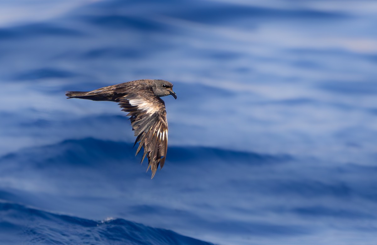 Swinhoe's Storm-Petrel - ML622866671