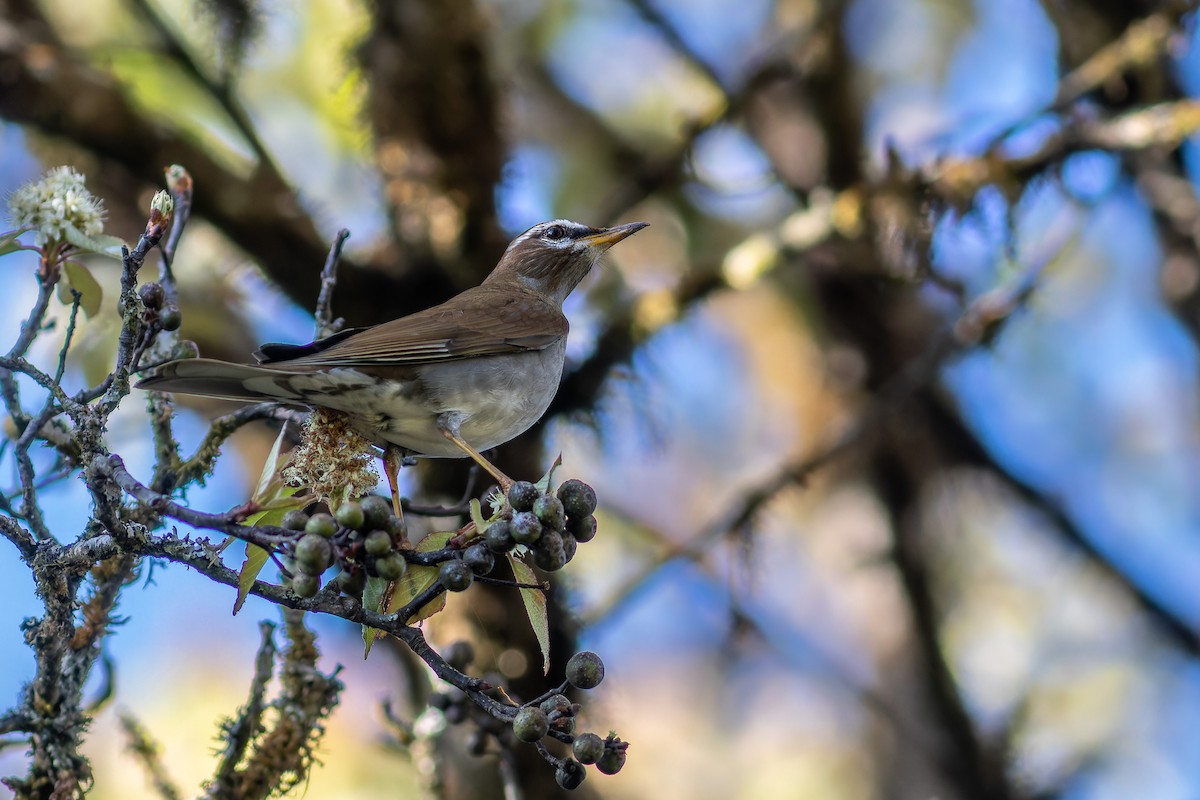 Gray-sided Thrush - ML622866733