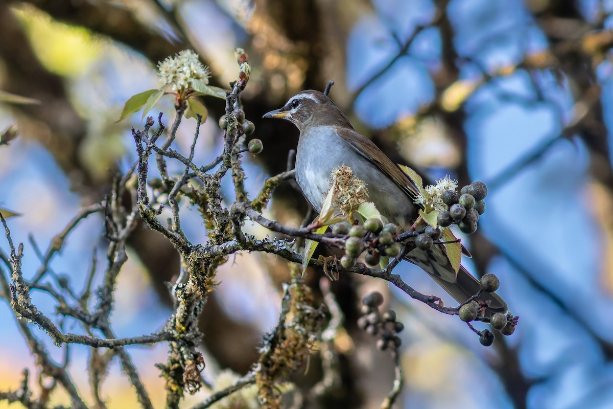 Gray-sided Thrush - Sila Viriyautsahakul