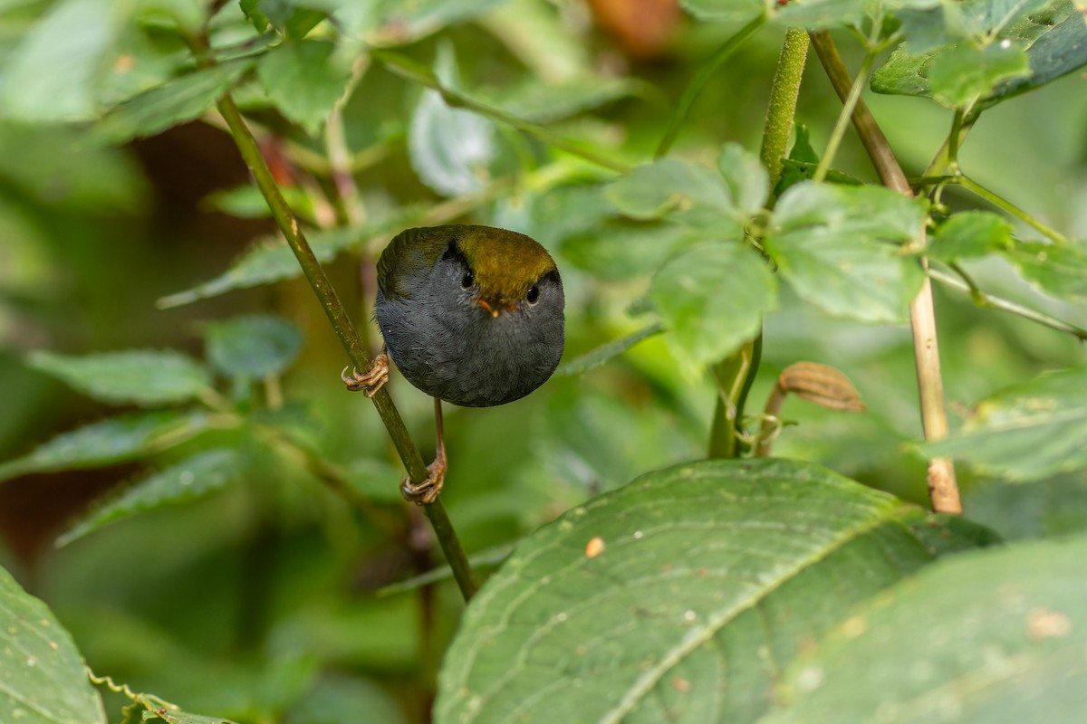 Slaty-bellied Tesia - Sila Viriyautsahakul